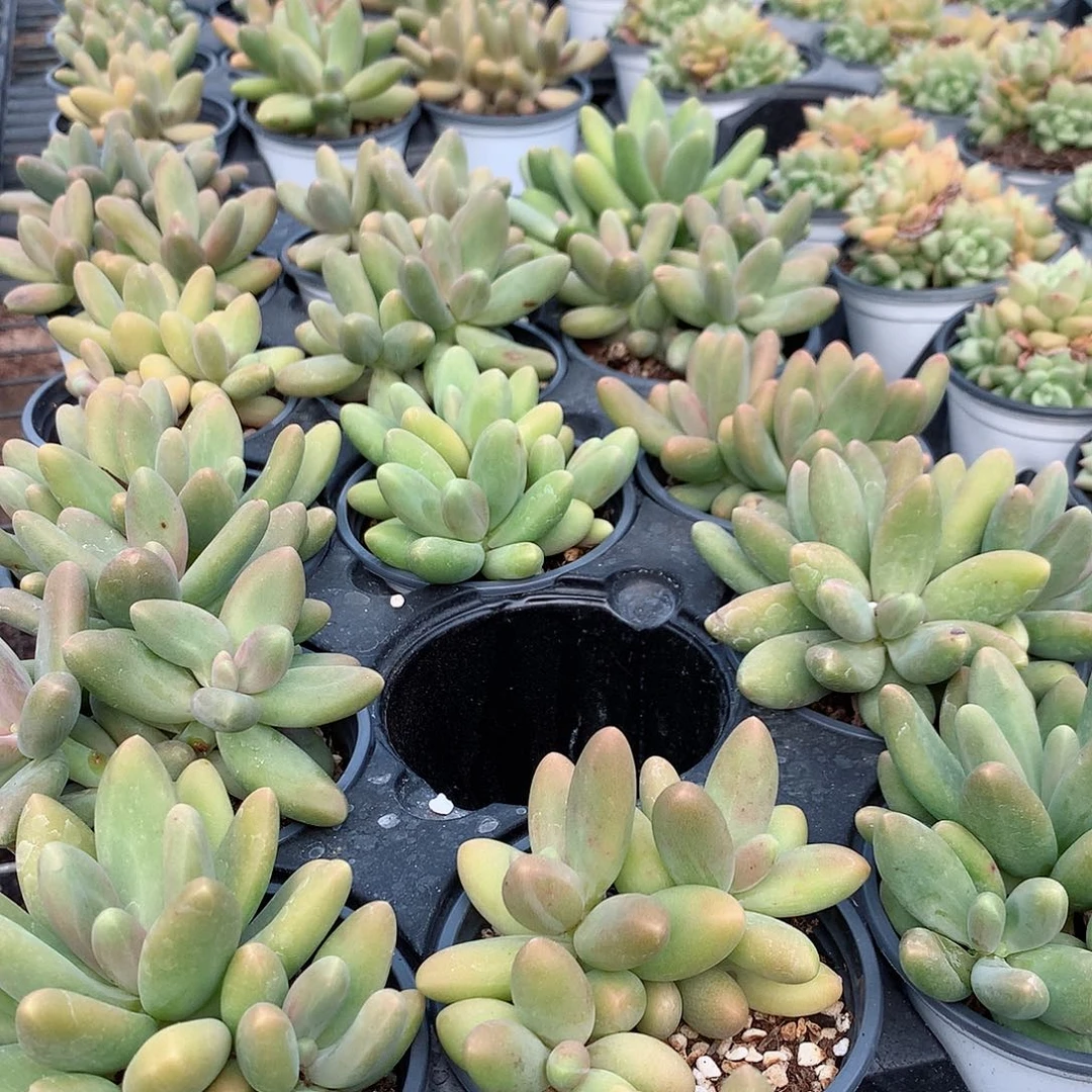 糖果美人群8888888888888888