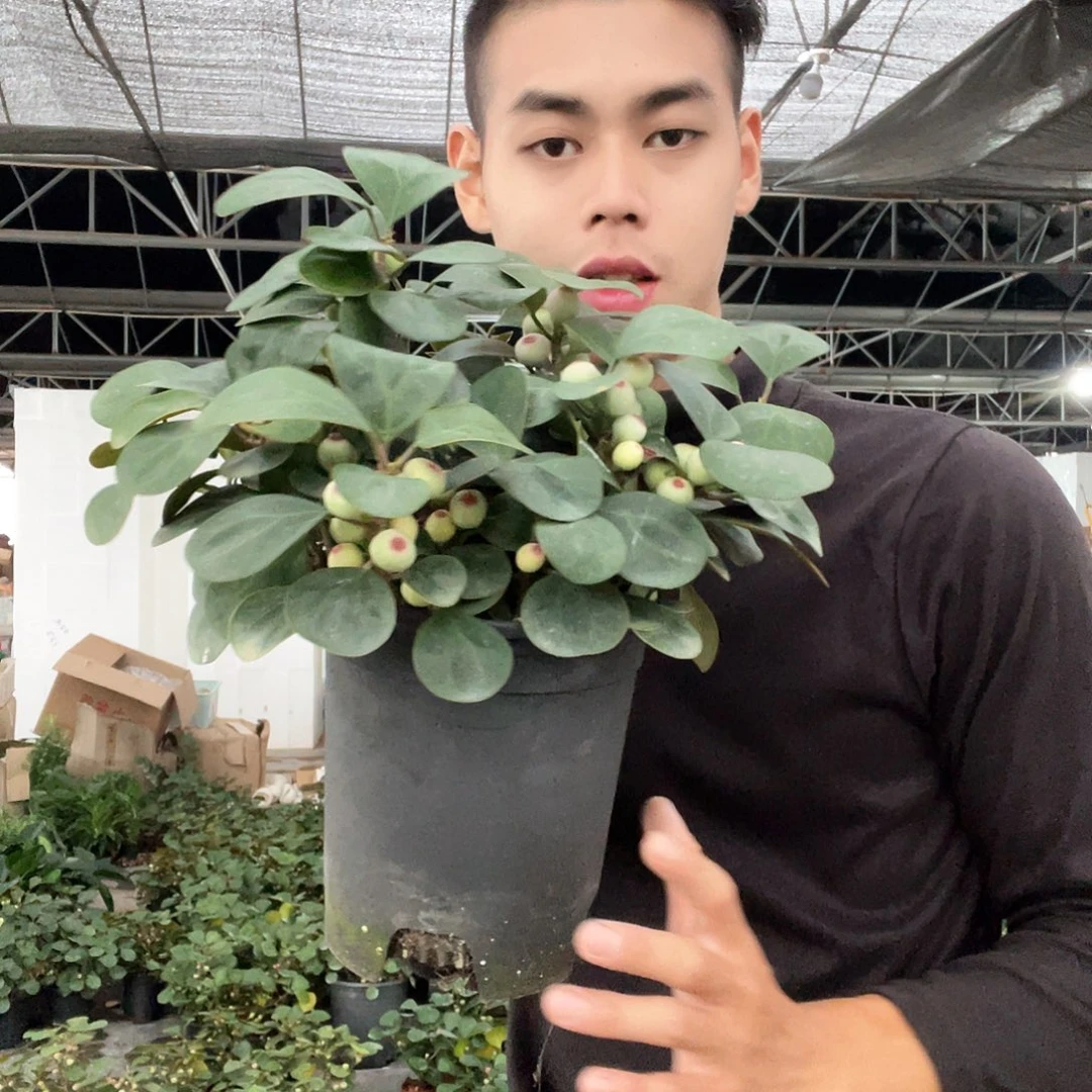 大部分花苞少量开放大菩提