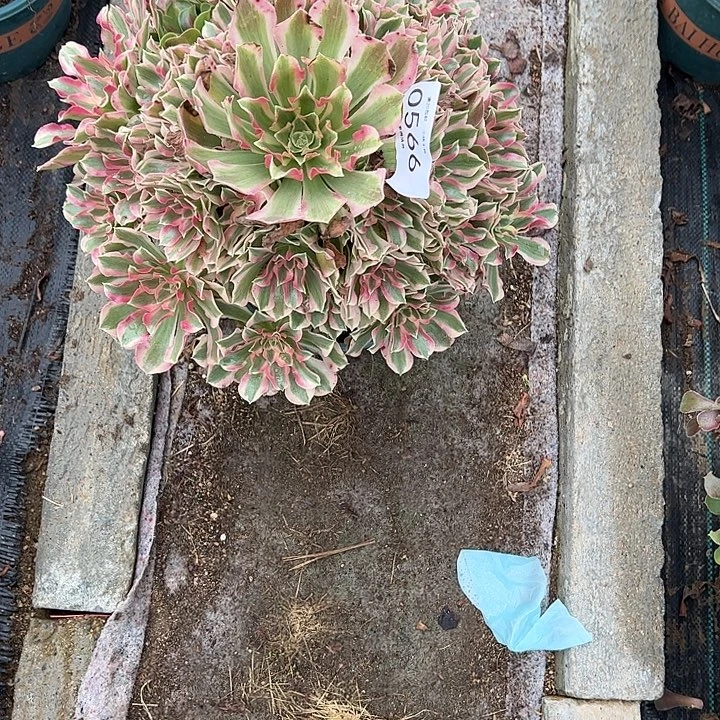 ****川0566叶罗刹多肉植物