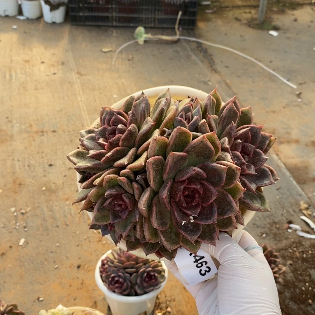 463黑水晶一物一拍