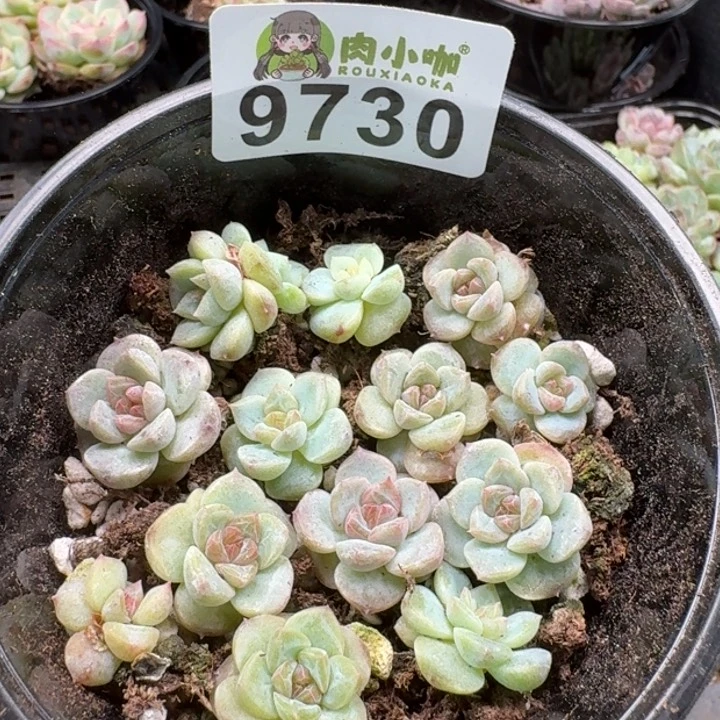 当前无花朵，栽培后可花朵多肉植物多肉植物