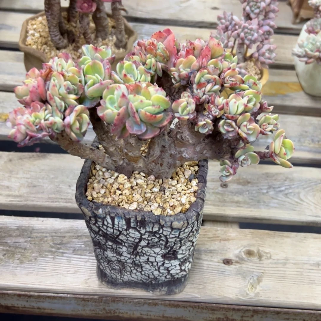 埃斯梅拉达有伤18 零零多肉植物