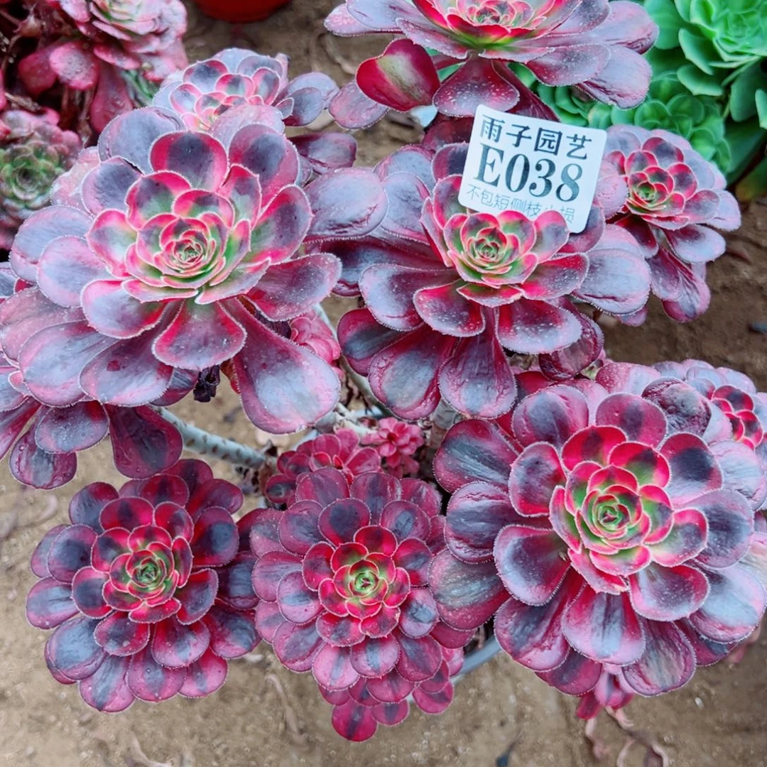 038丽娜尺寸25左右