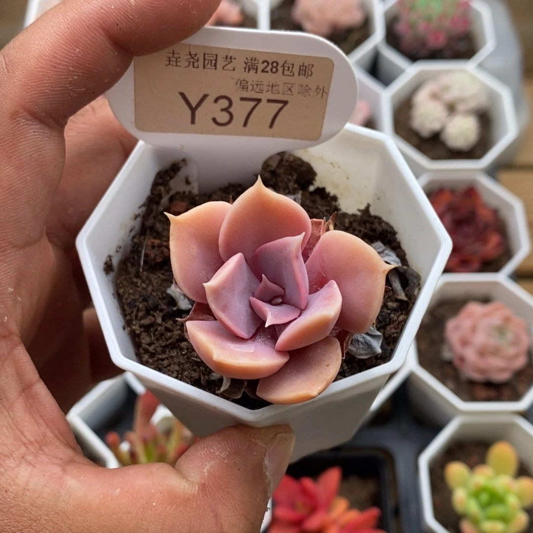 0337紫珍珠3.0厘米