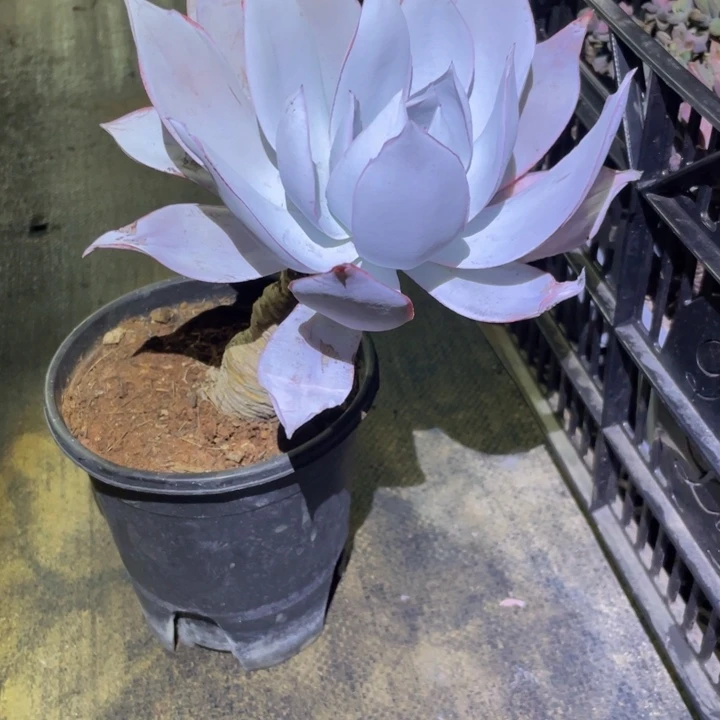 ****猪老桩广寒宫一物一拍