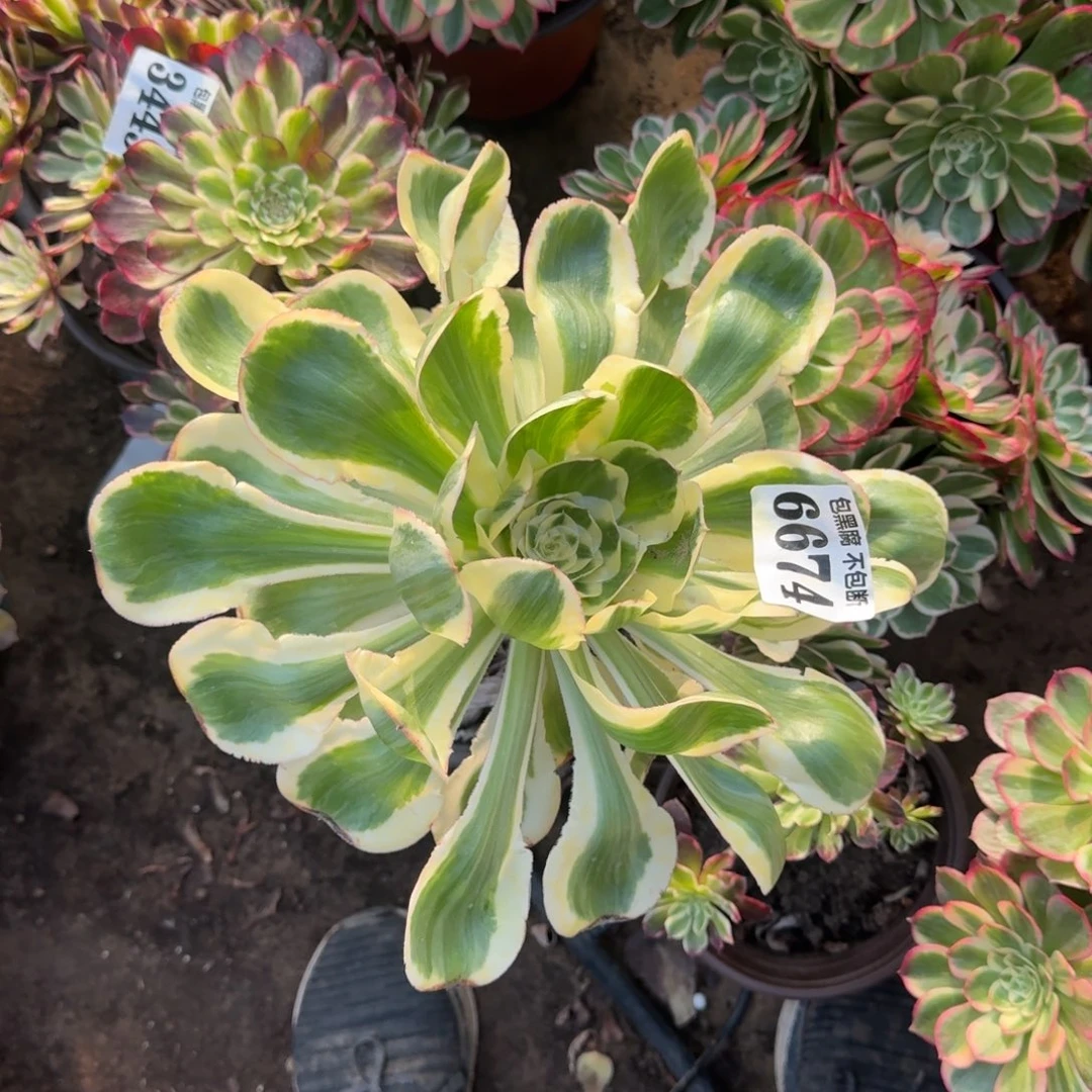 法师燕姿锦6674 19-9