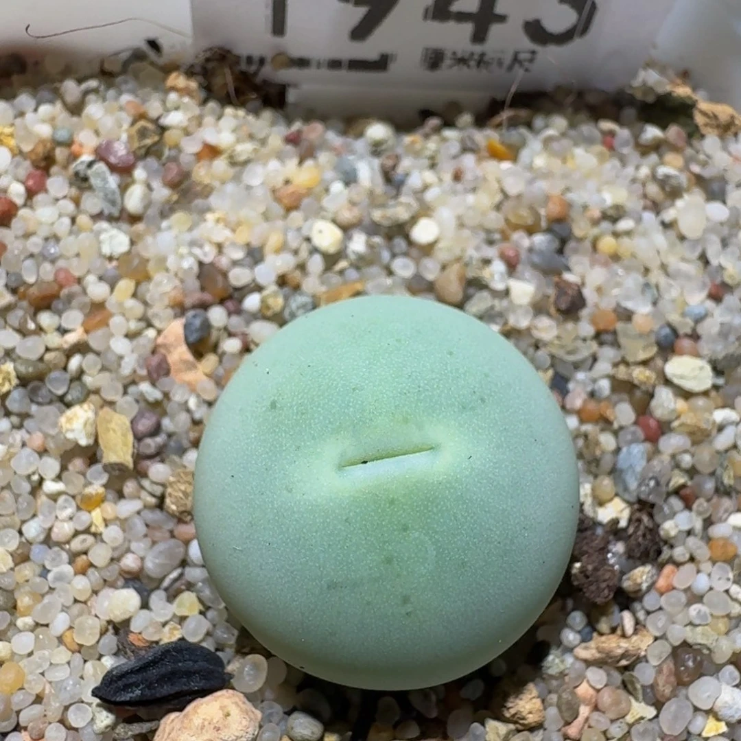 zzzz精品生石花1943