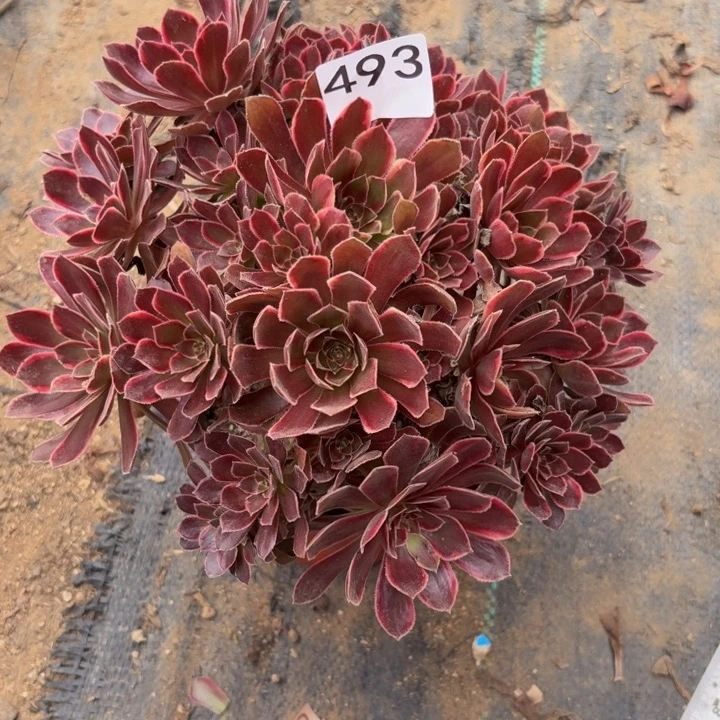 金丝缕多肉植物不包损493