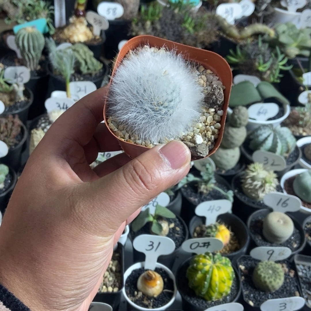 无刺丽光殿一物一拍