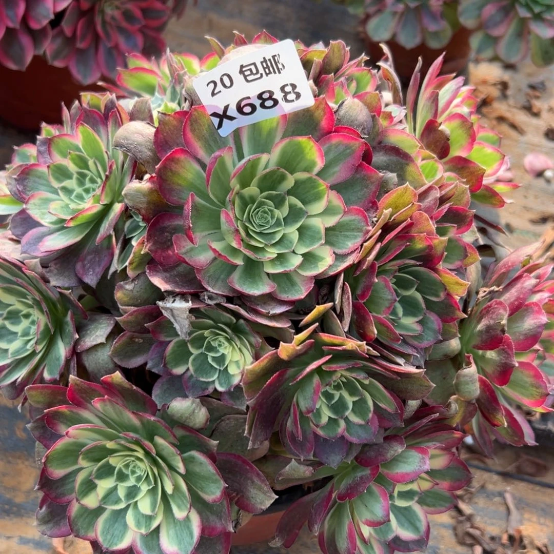 688粉体海王，满20包邮嘟叮熊