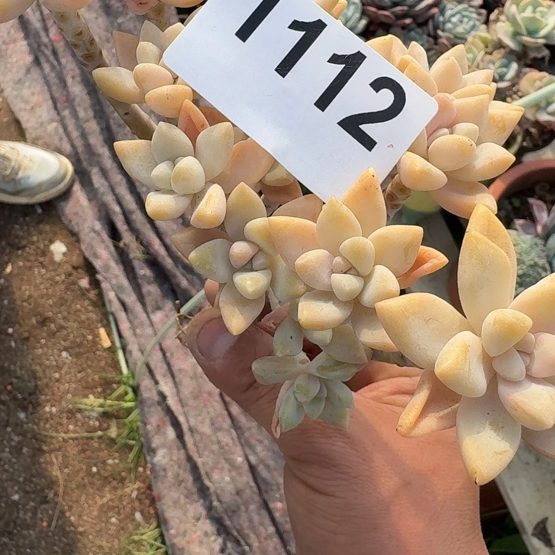 ?***人3313161616161166161