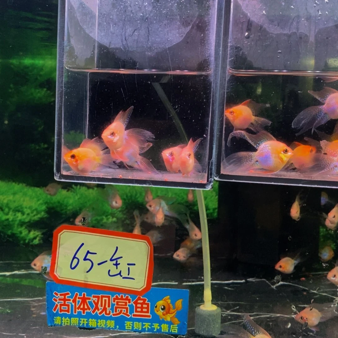 欧***尊短鲷鱼金波子三对