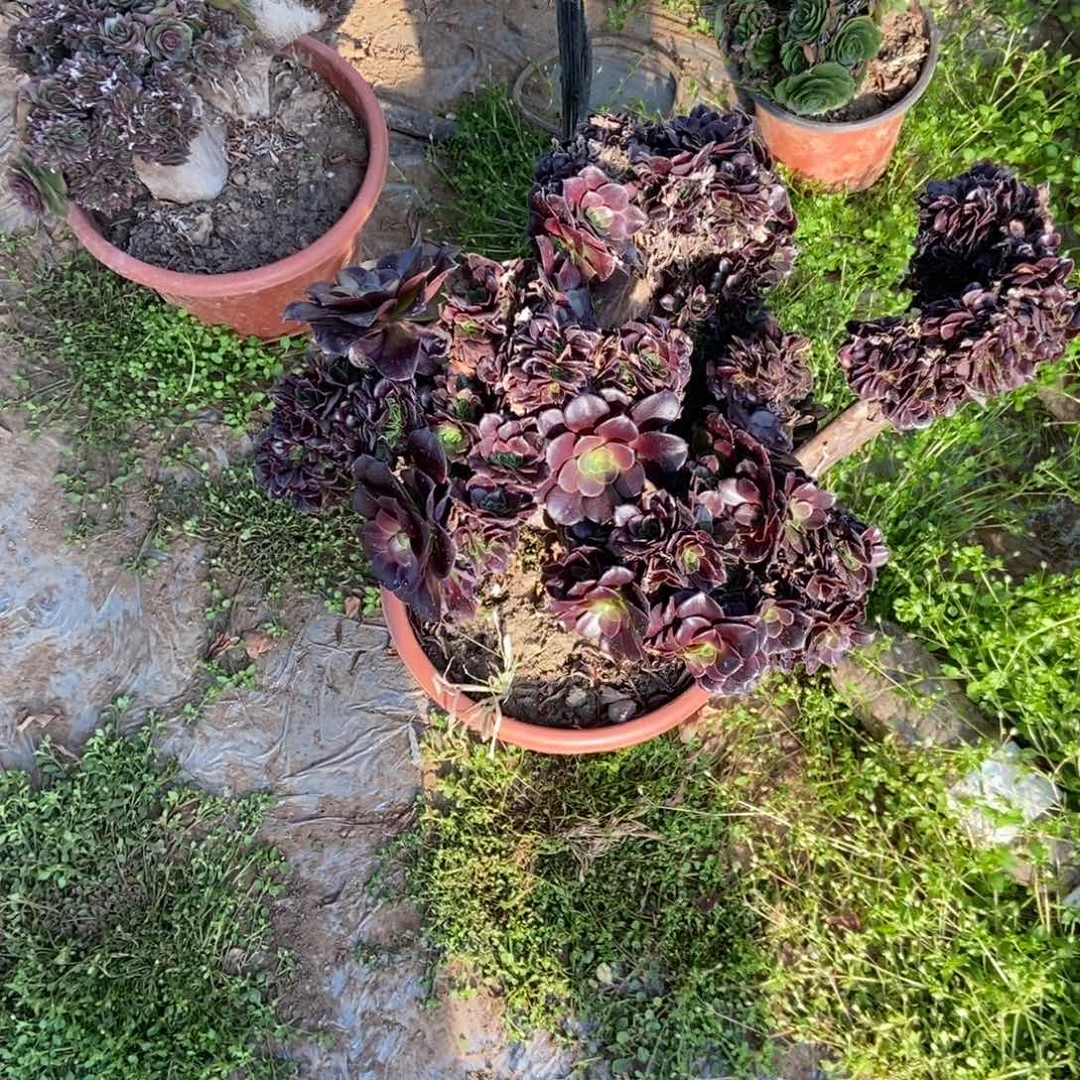 嘟***家D701欧紫干伤处理断枝