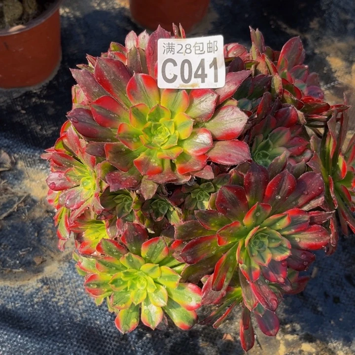 41多肉植物一物一拍