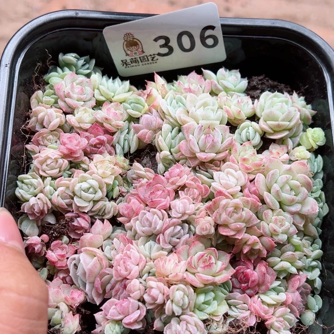 多肉植物多肉植物