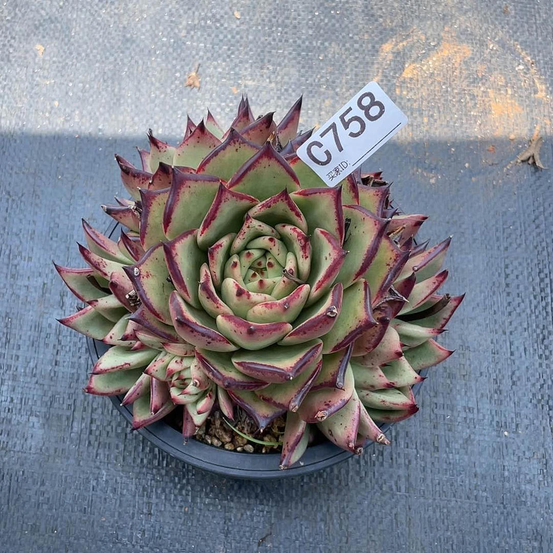 若如东云单拍C758