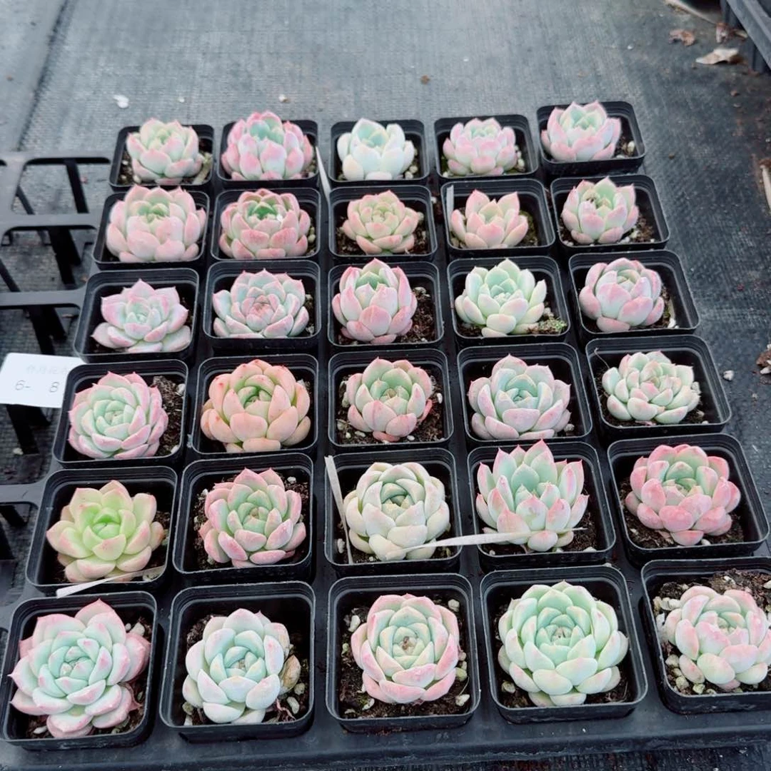 美尼糖心珍妮三十颗中号量拍6-8