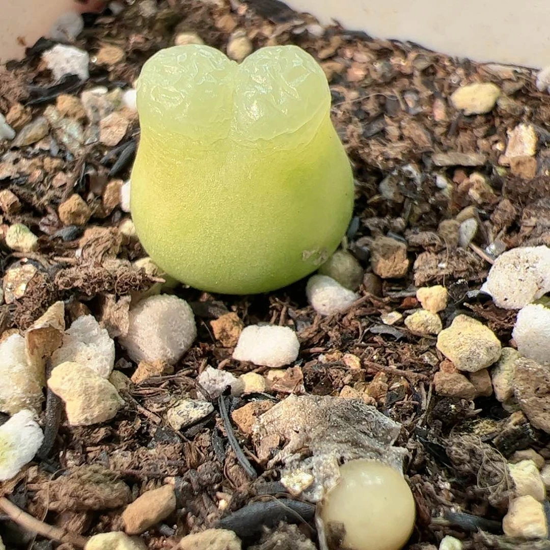 【闪购商品】134 拉登