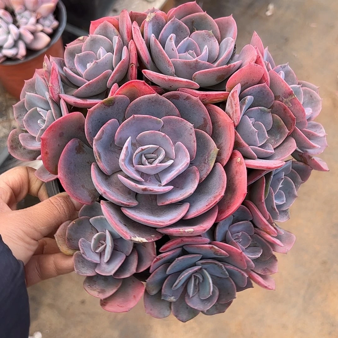 尘埃玫瑰，一物一拍