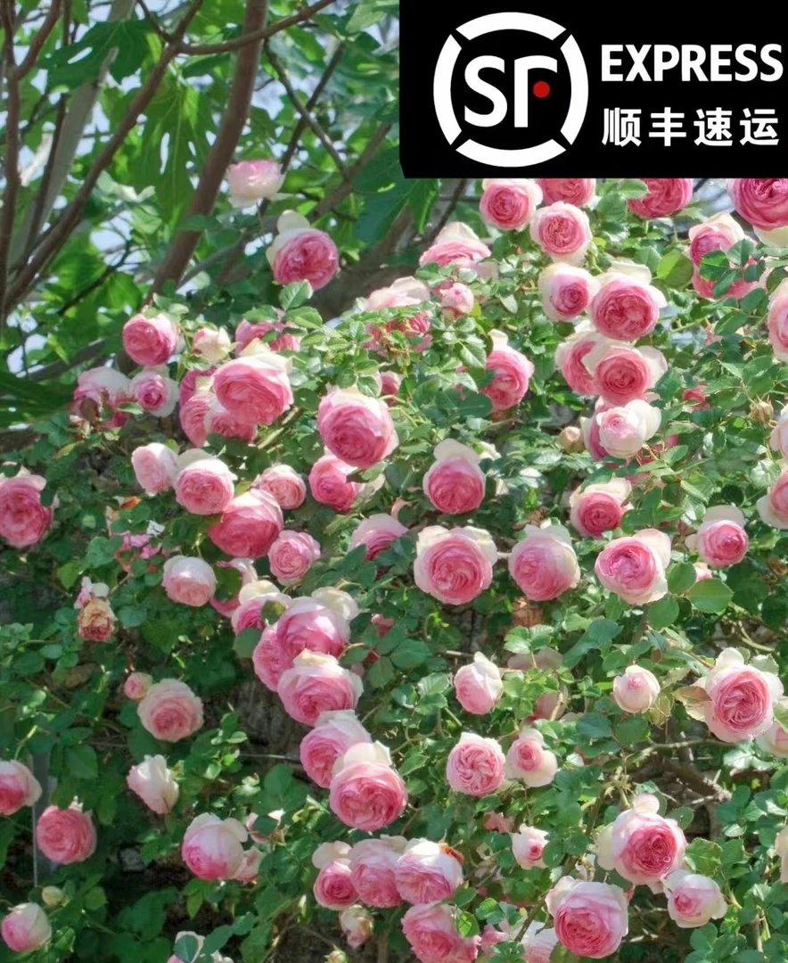 【顺丰包邮】粉色龙沙宝石大花粉色庭院爬藤月季