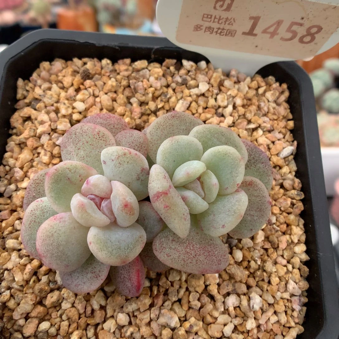 1458冰玉石化多肉植物