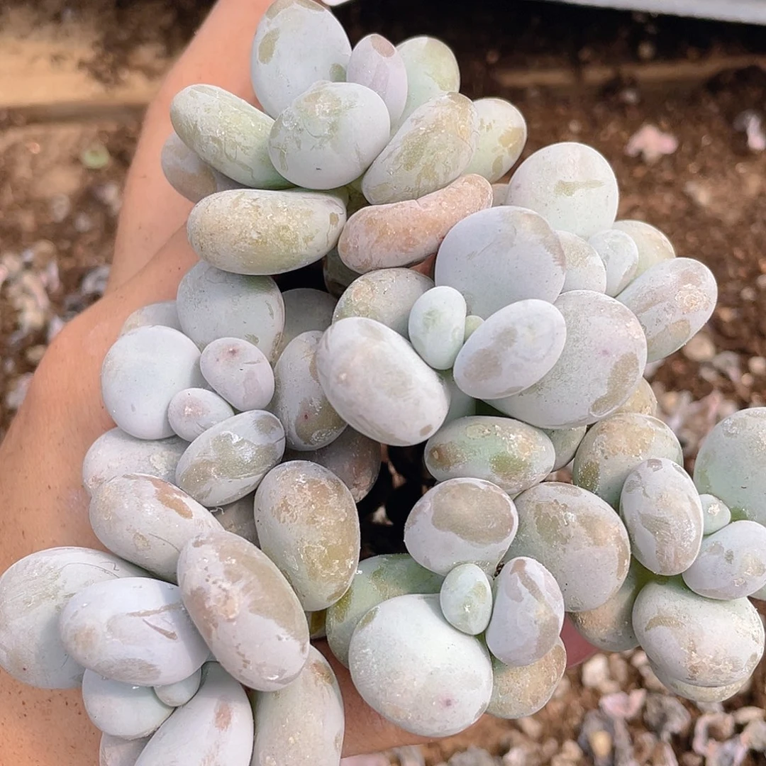 多肉植物多肉植物826