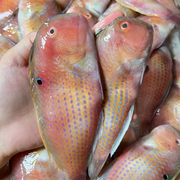 广东汕尾野生赤壳马头鱼