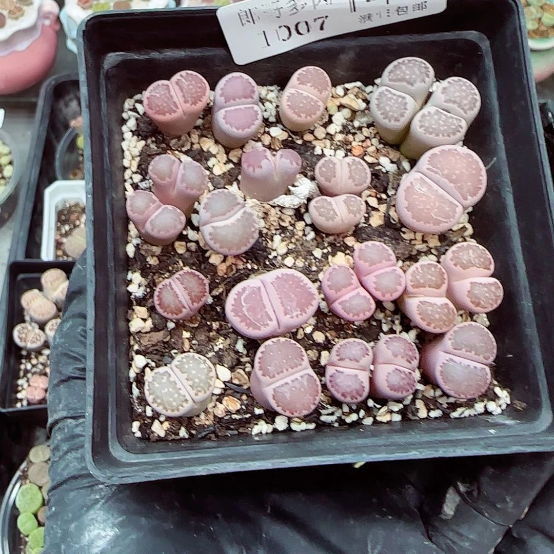 生石花满18包邮1007-146