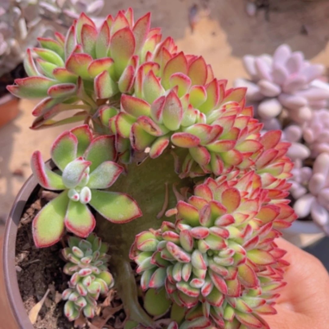 【闪购商品】红兔耳缀10129