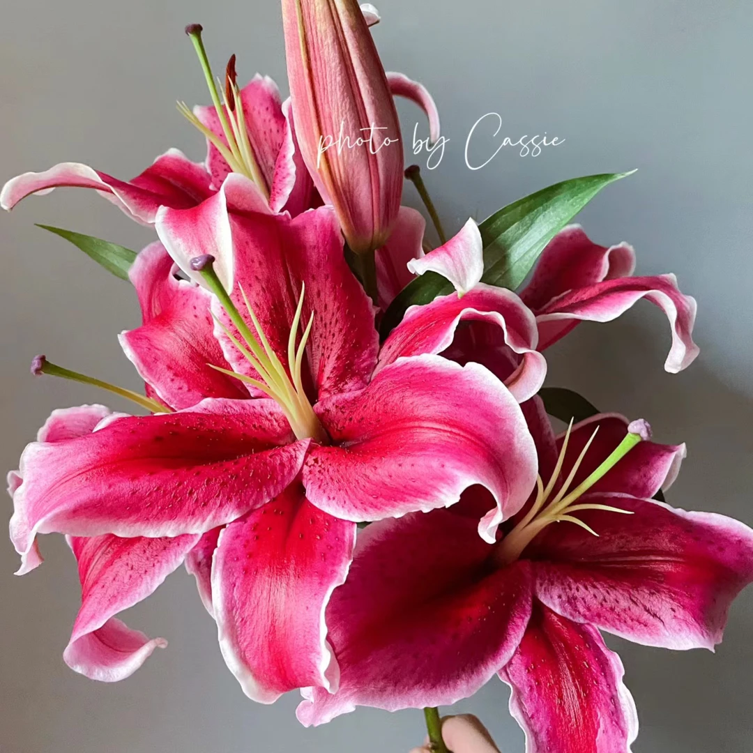 「黑美人」百合 惊艳的百合多头百合 云南基地直发 一单包邮