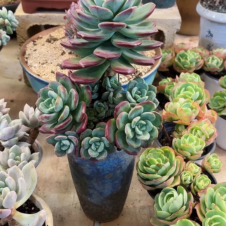 拉萨下播福利精品多肉