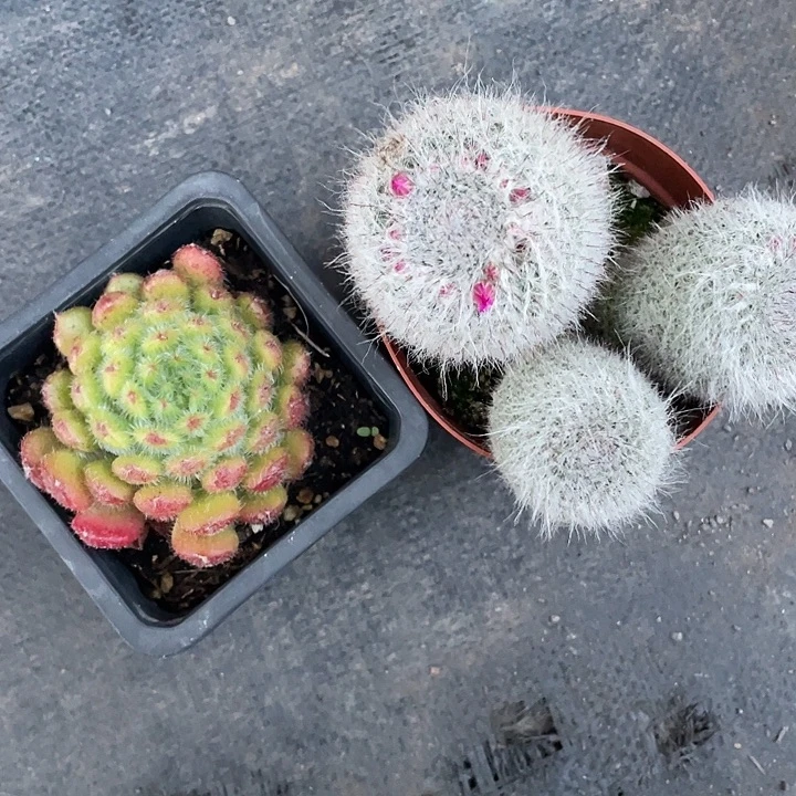 下拨福利两个随机发货