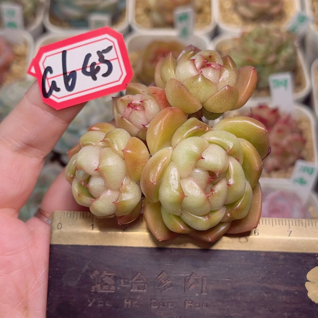 糯****?G645一物一拍 皮埃拉