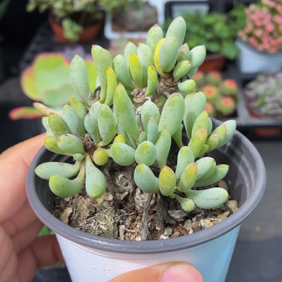 卡拉菲厚顿菊多肉9.9包邮发货