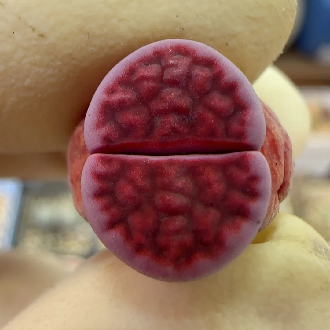 767阿克玫瑰福利