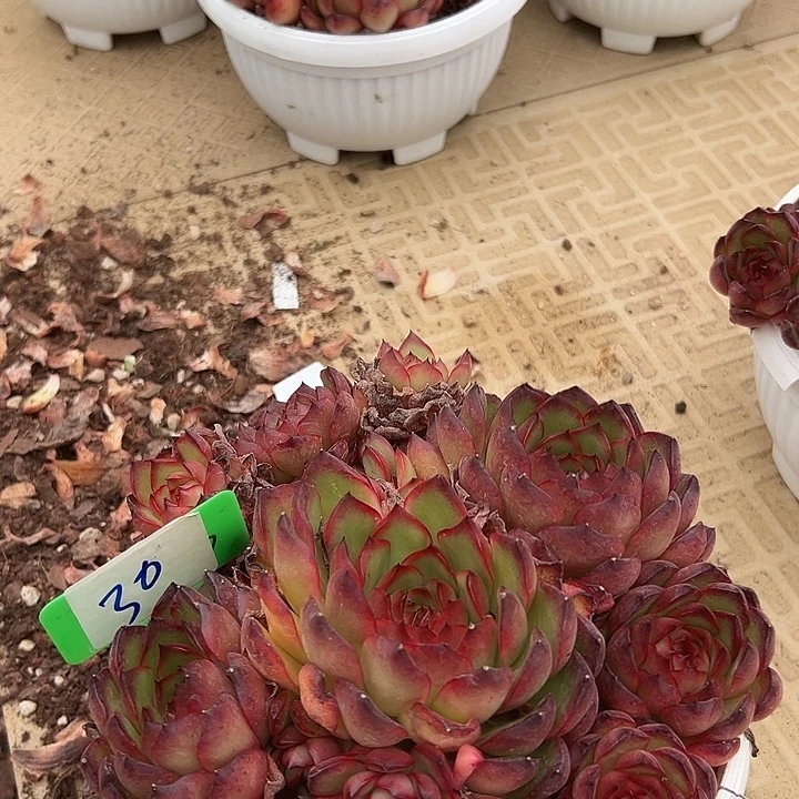 30一个宝丽一个脱土