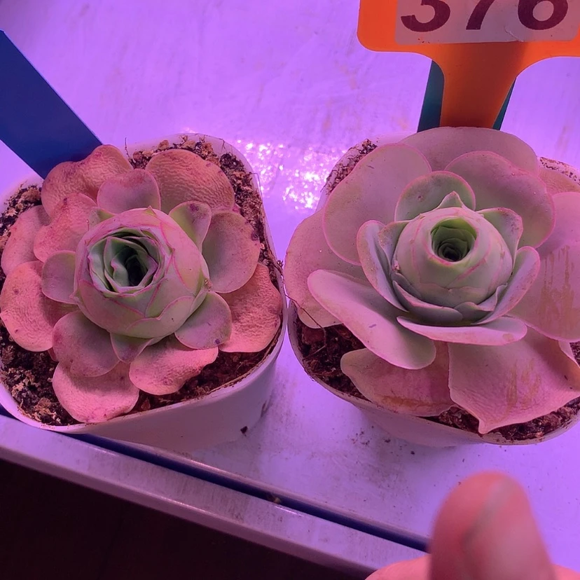 【闪购商品】yjj375