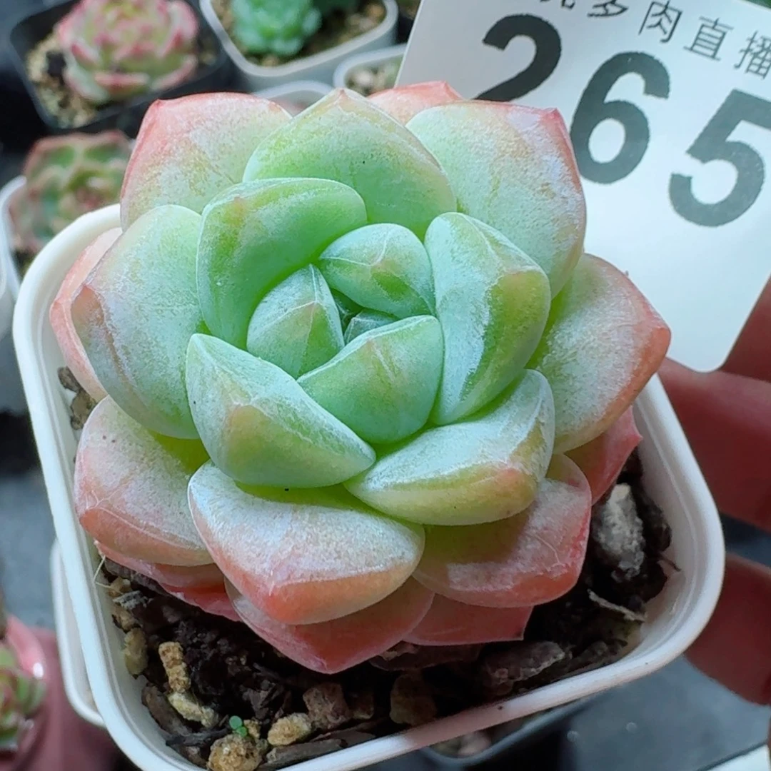 精美多肉植物
