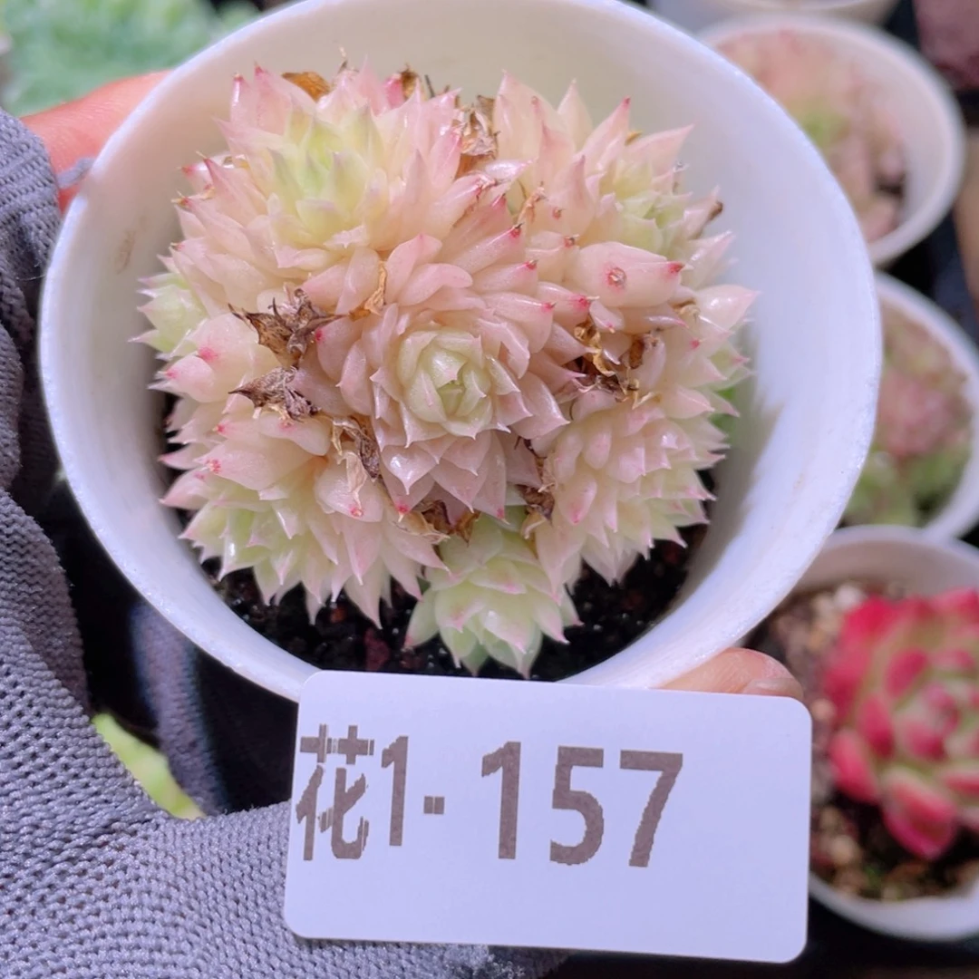 花利美1-157麦秆群