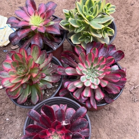 229多肉植物组合