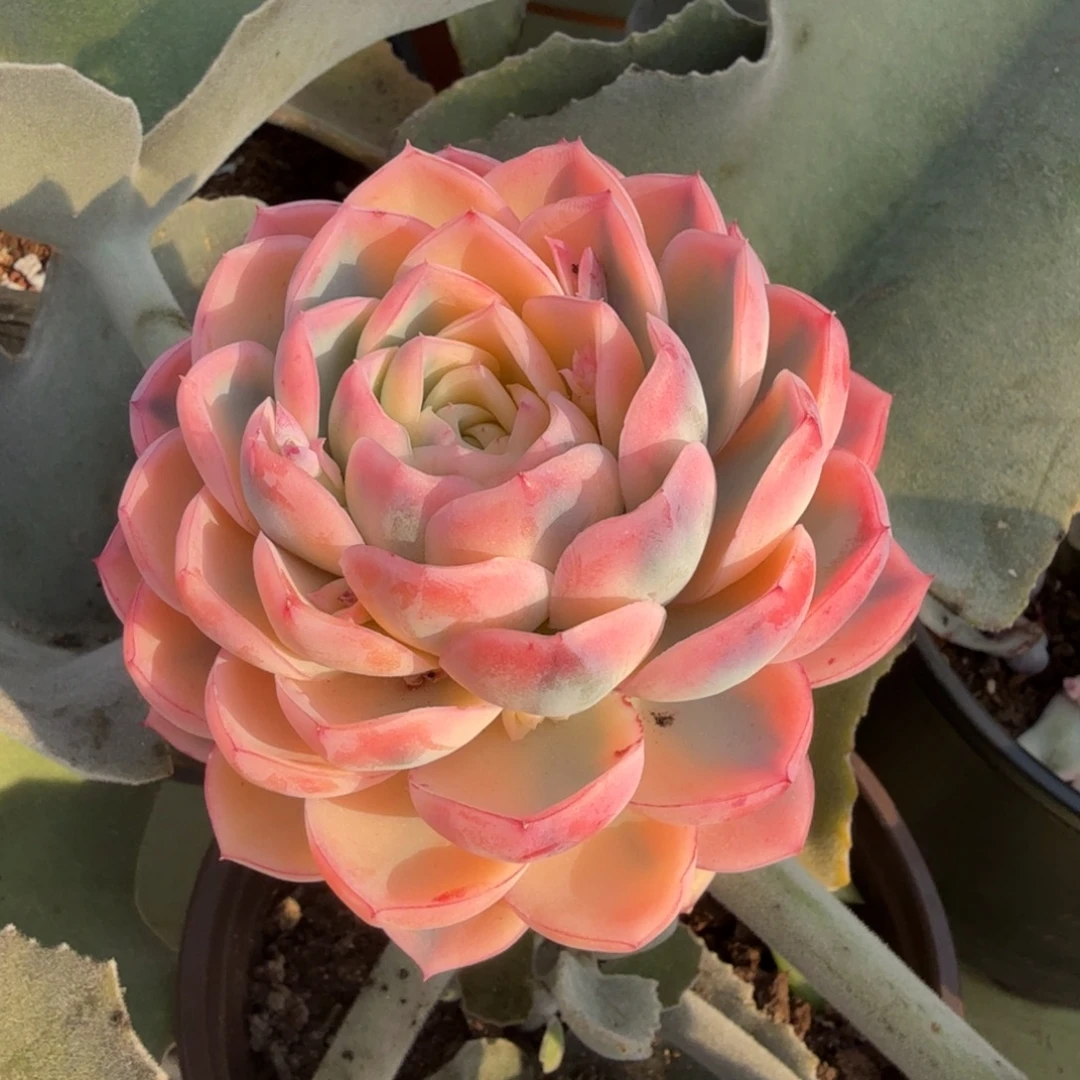 新品肉肉锦上园艺一物一拍