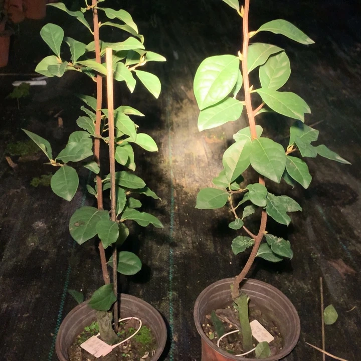 完全开放半仙嫁接苗42.8