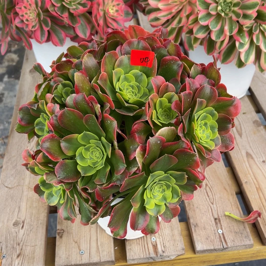 04炖肉植物发货特