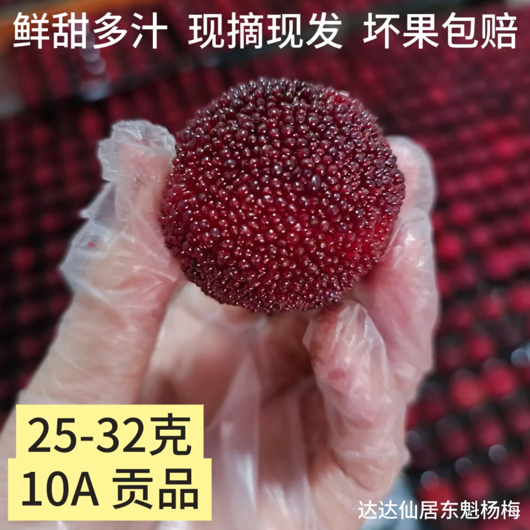 正宗浙江仙居【东魁杨梅】10A精美礼盒装60颗