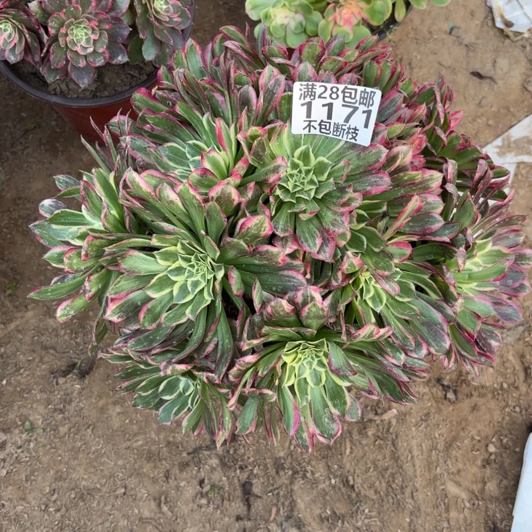 M. 1171天和多肉，cadede