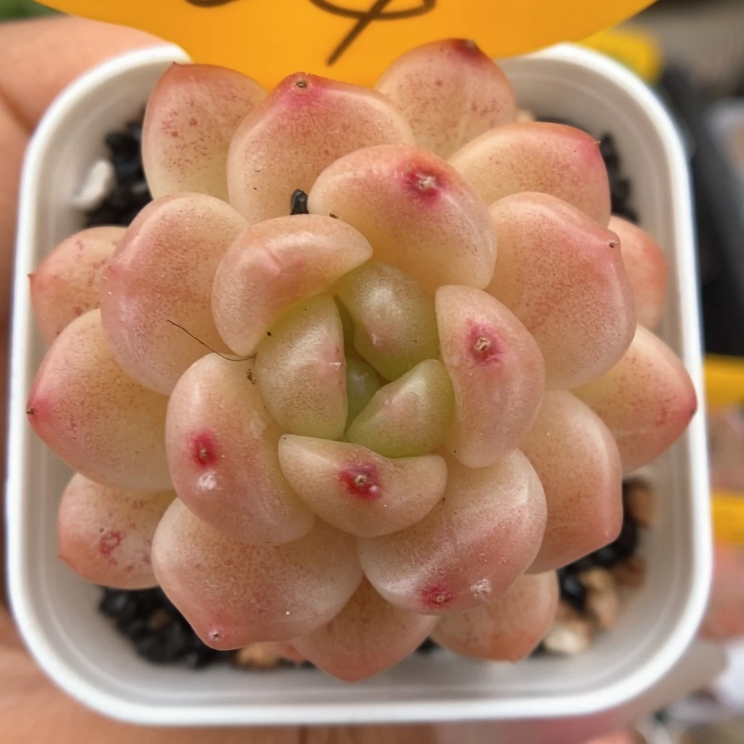 糖心珍妮可拍864号。
