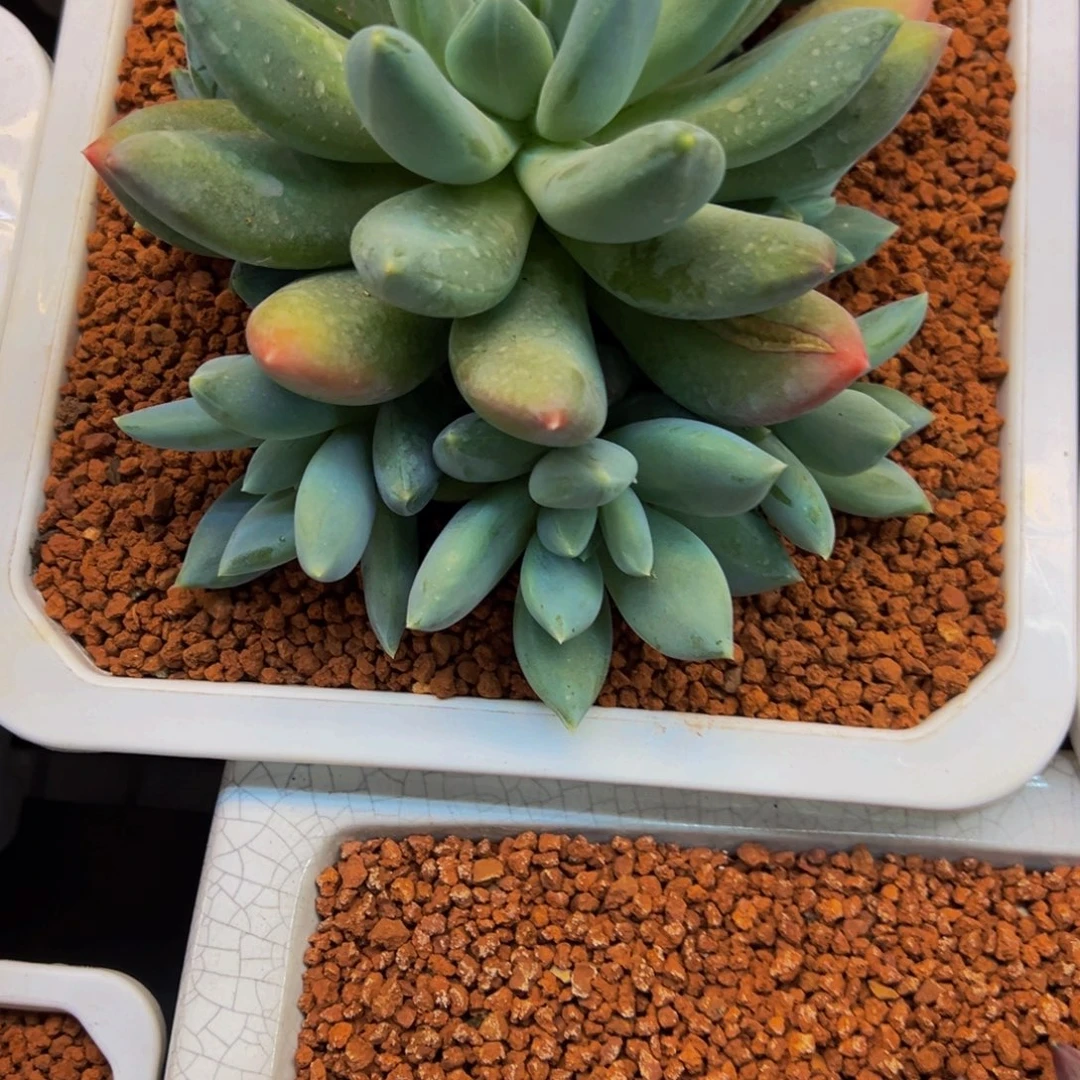 八***了胖体伊丽莎白肉肉一颗