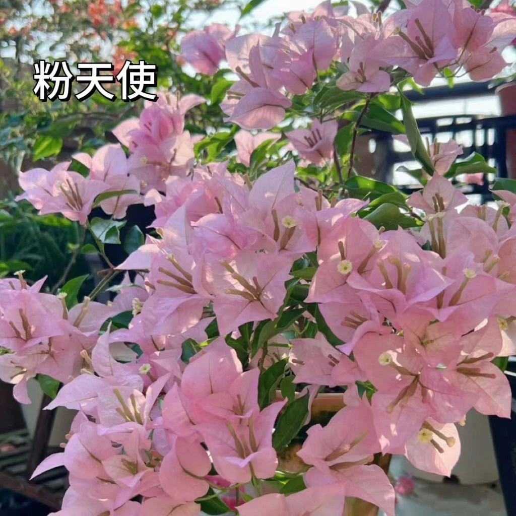 【粉天使】三角梅四季开花好养勤花品种苗不带花