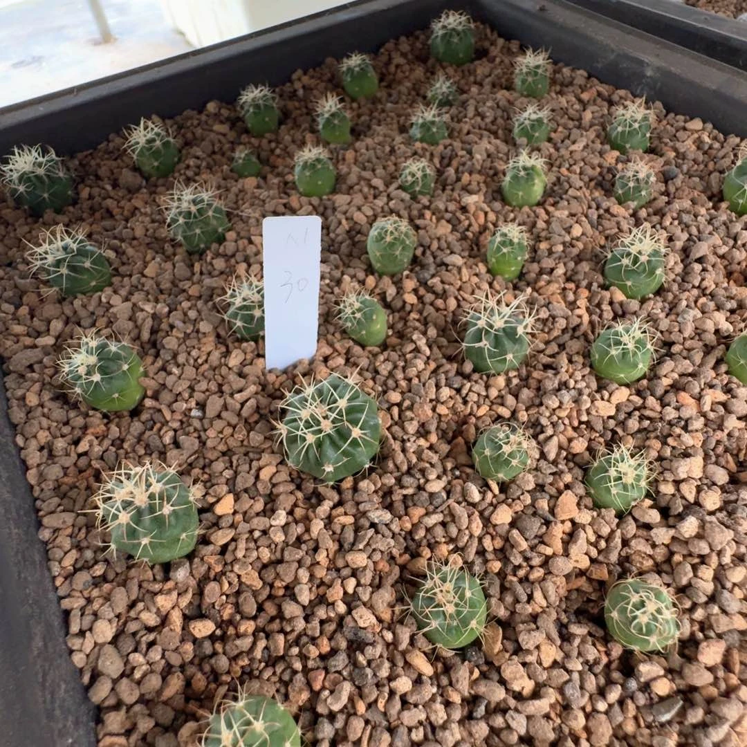 N***花花花花花花花花