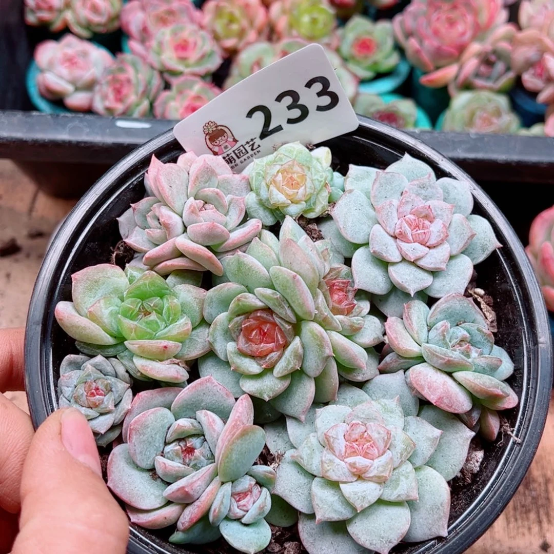 多肉植物多肉植物